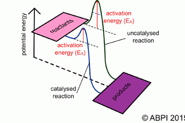 Unlocking The Science Why Enzymes End In Ase - ltuiz9h